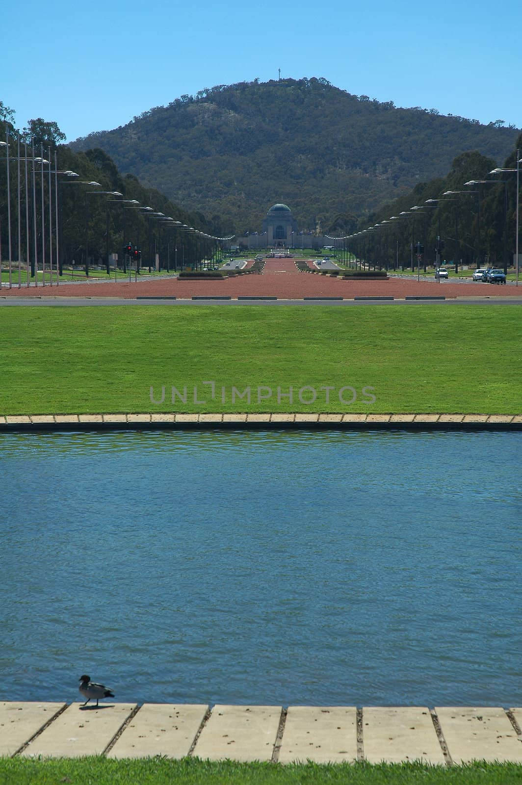 australian war memorial in Canberra, anzac parade, duck in foreground