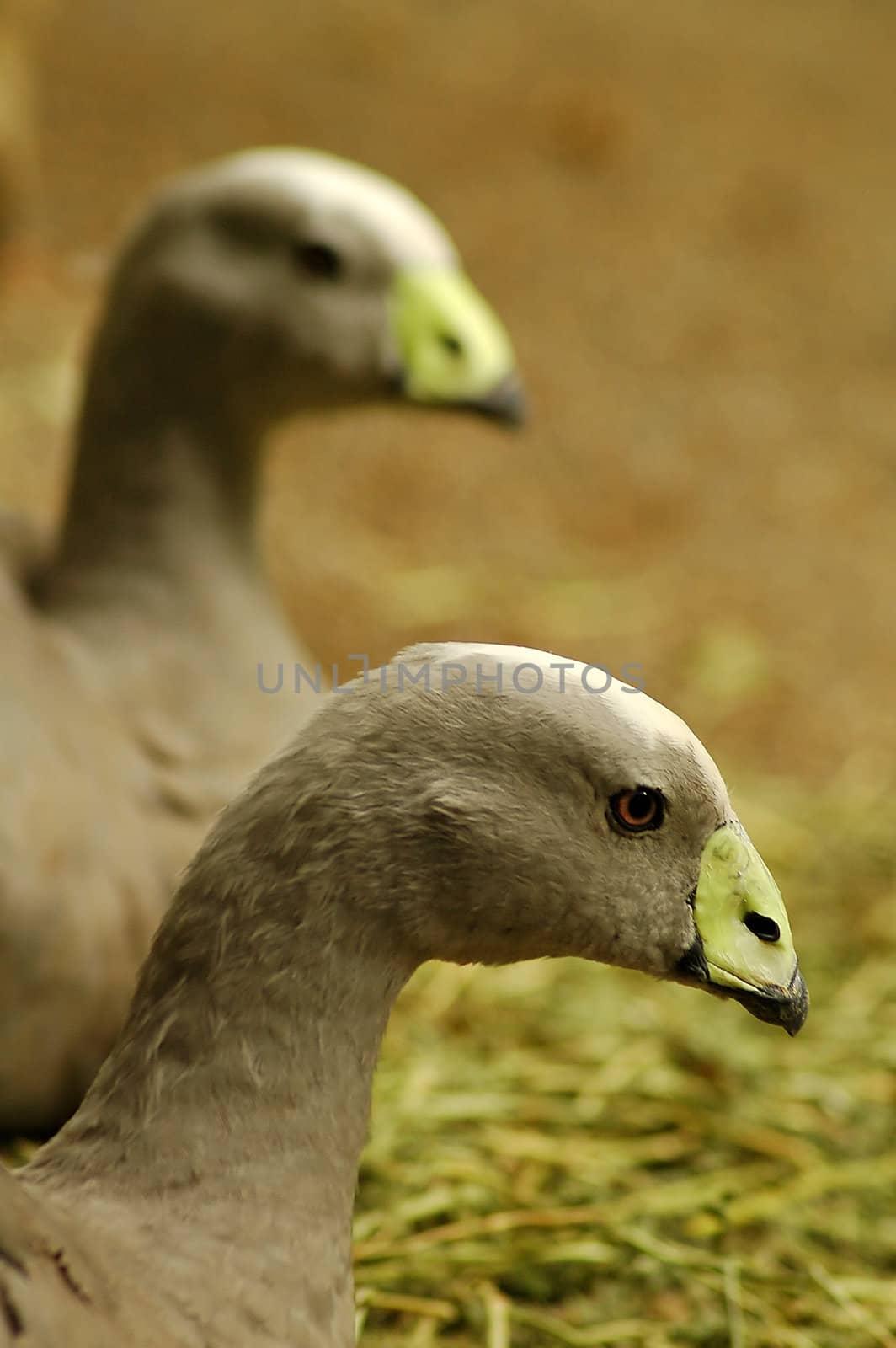 two grey birds with green beaks, photo taken in australian zoo