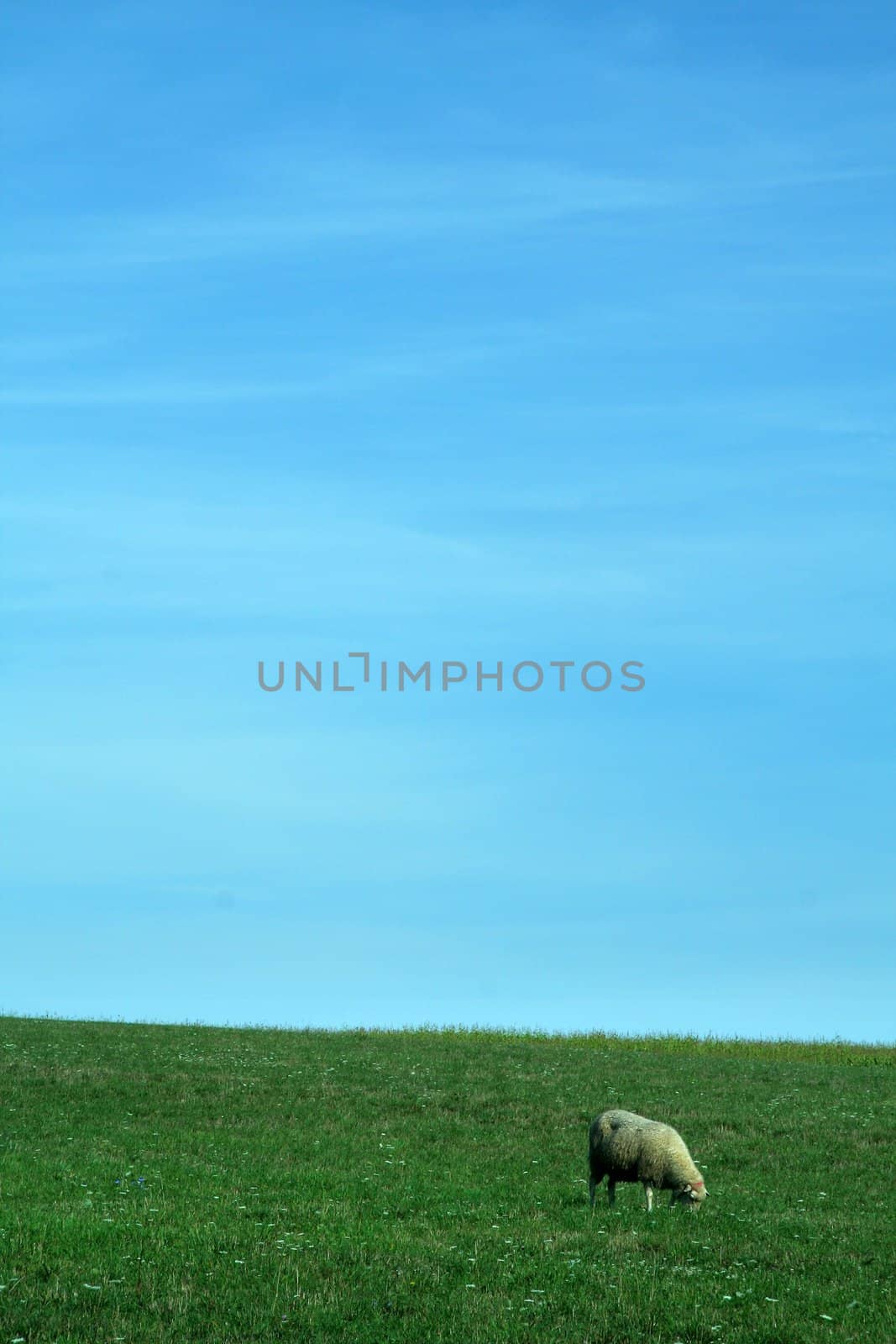 nature background with clear blue sky, green grass and one small sheep