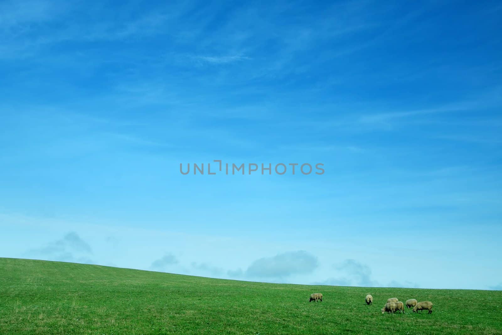 nature background with clear blue sky, green grass and several sheep