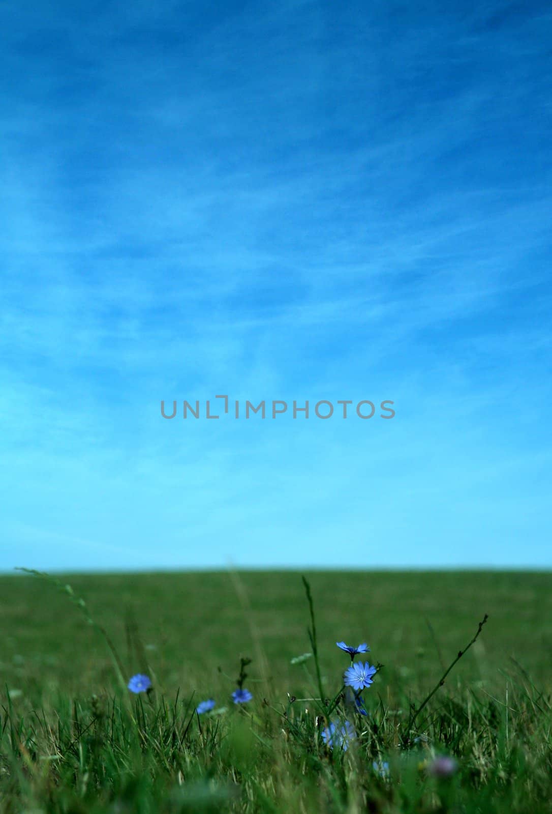 blue flowers on a green field, blue sky