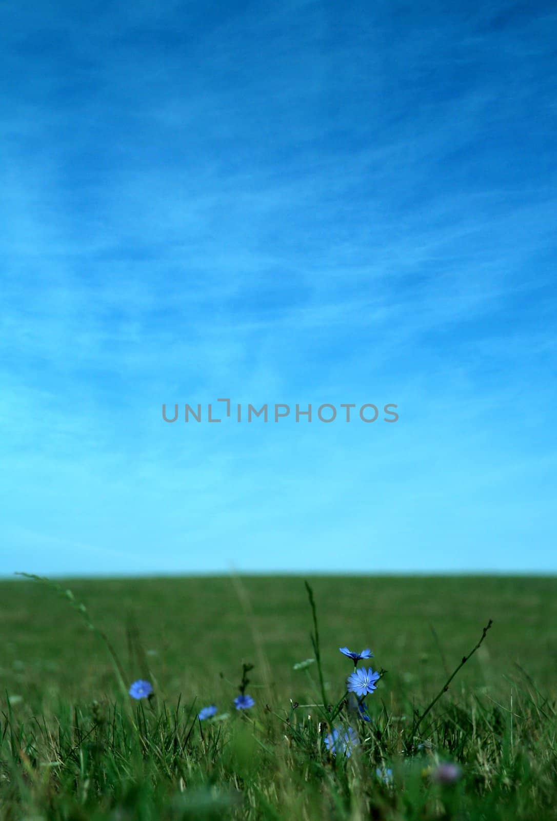 blue flowers background by rorem