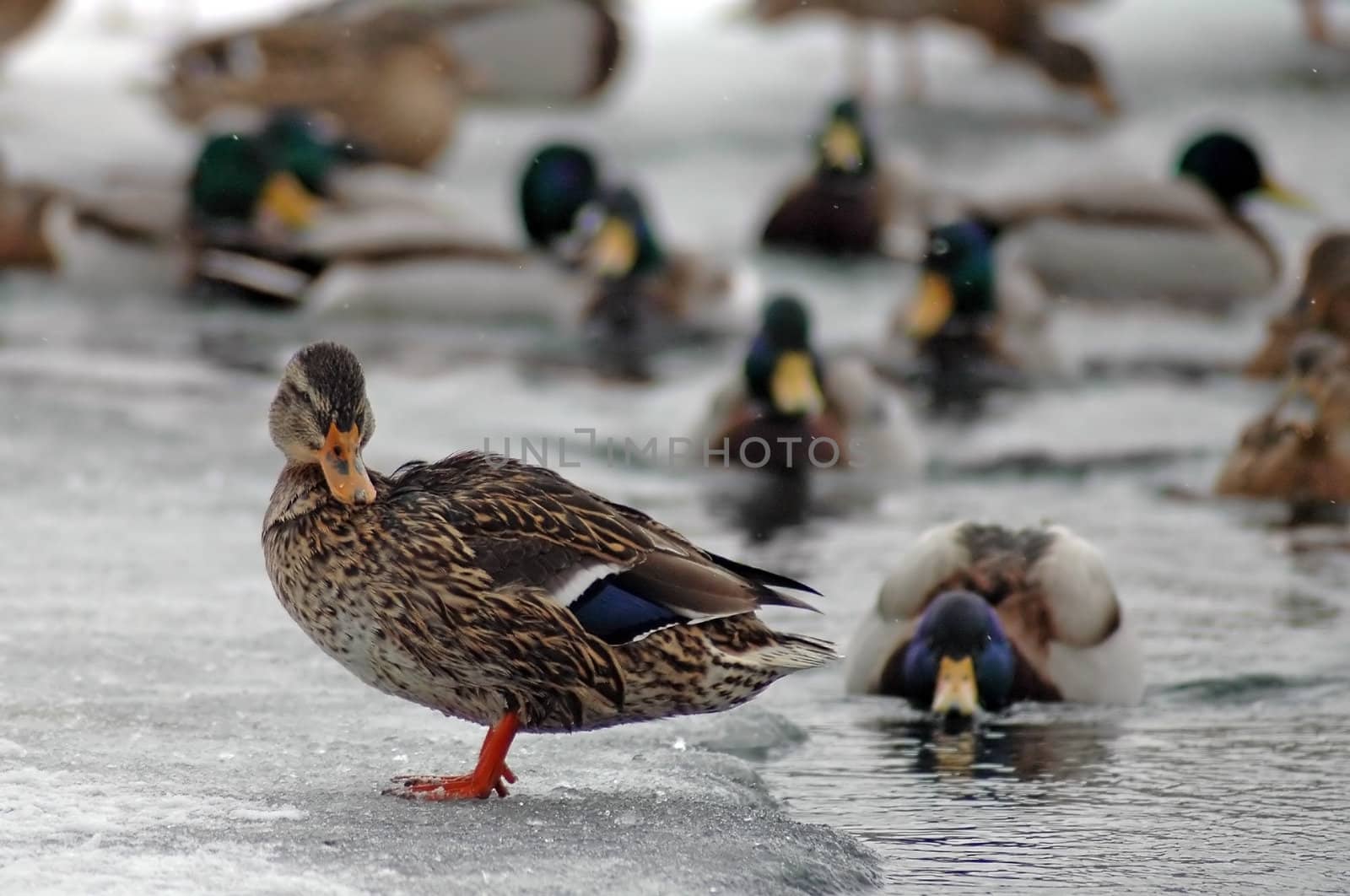 several duck swimming in pond during winter, one duck standing on ice