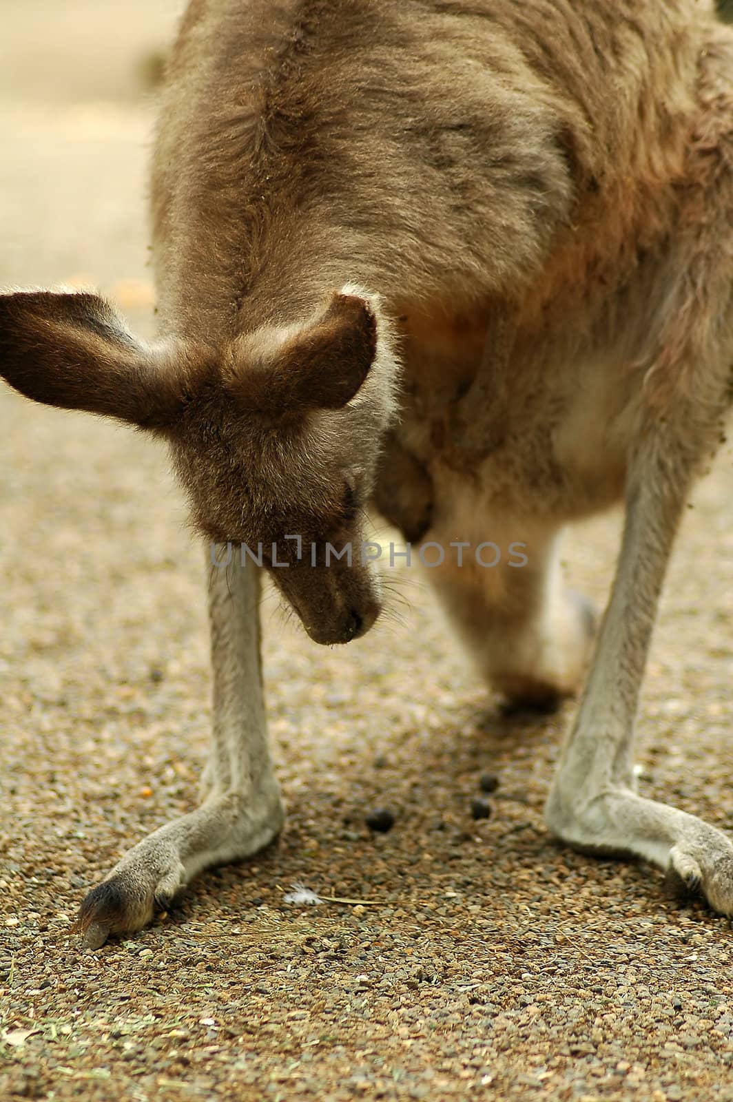 kangaroo by rorem