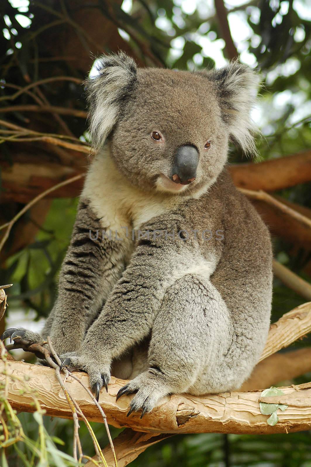 koala by rorem