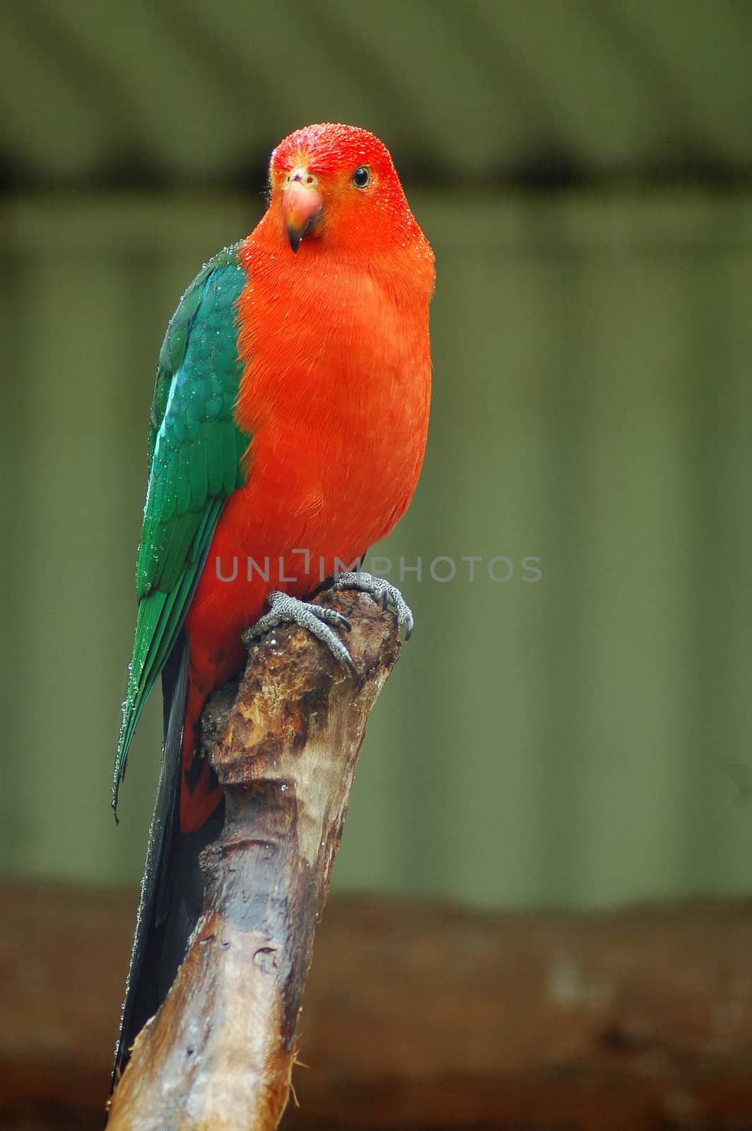 red parrot with green wings sitting on a tree, photo taken in sydney zoo