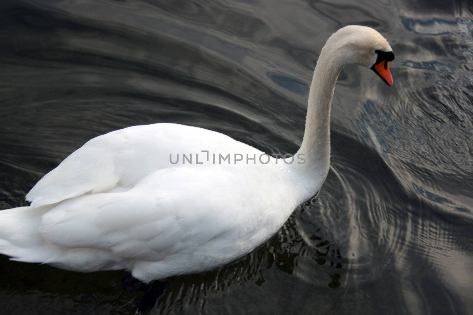 swiming swan by keki