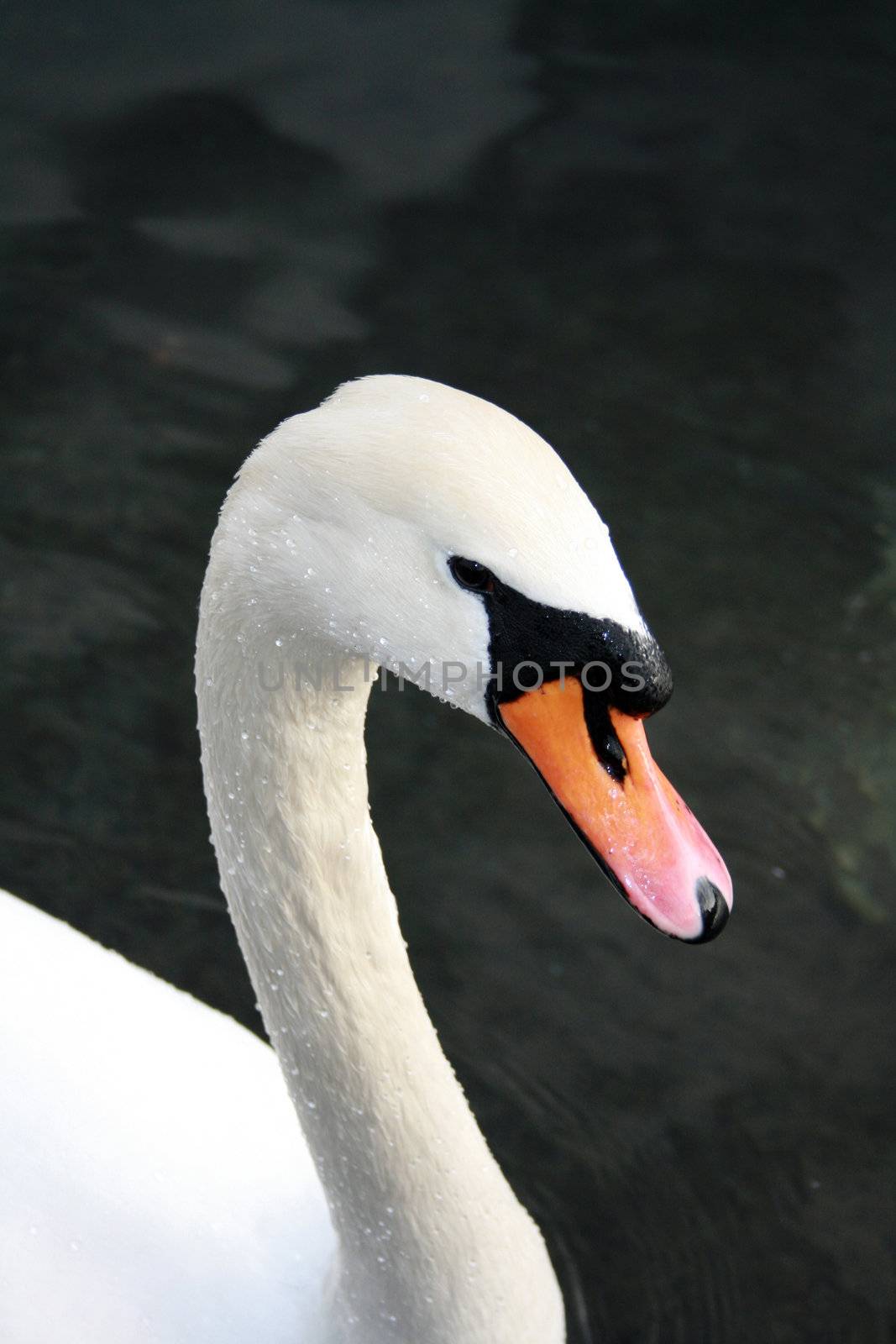 swan by keki