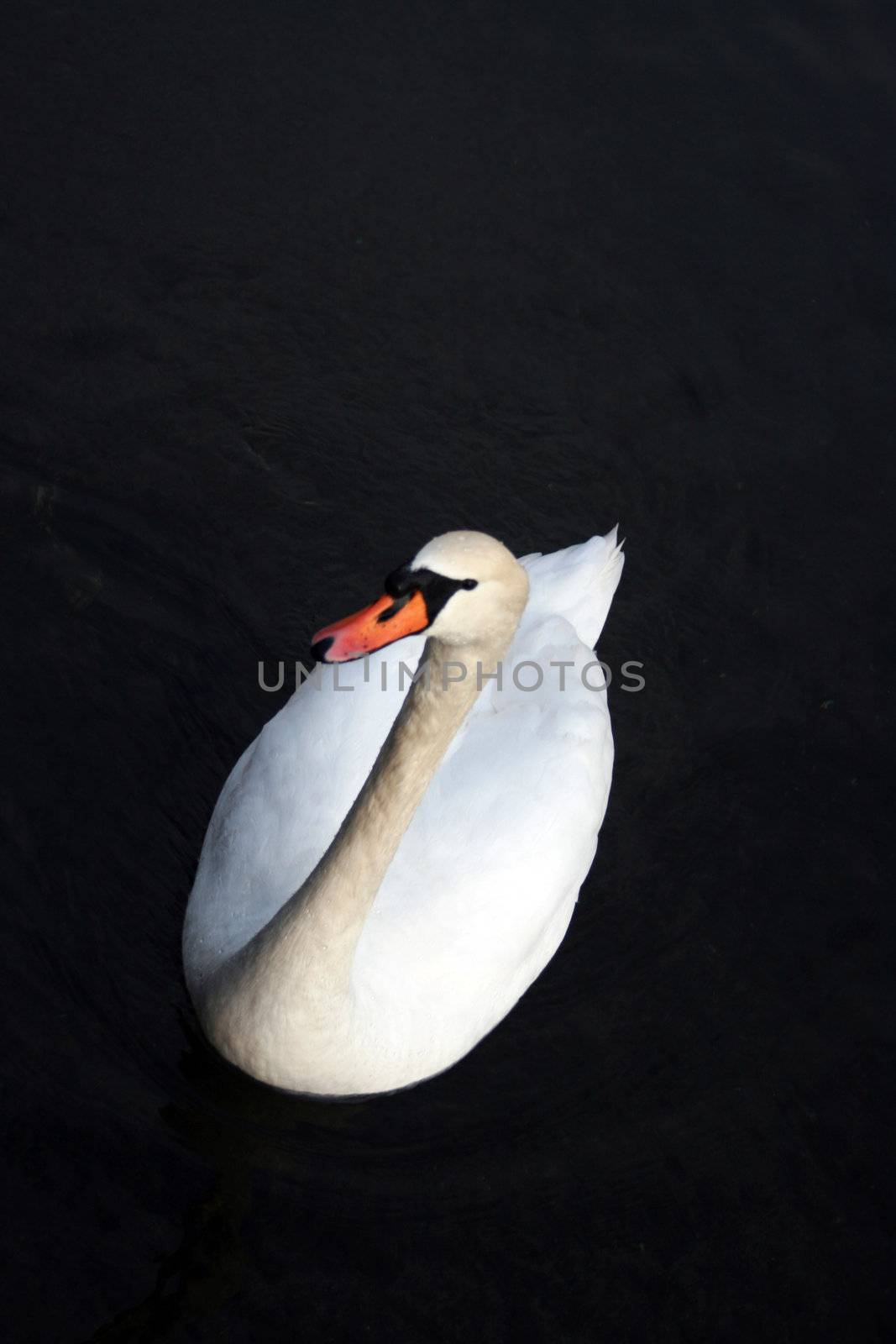 swan isolated on a dark background