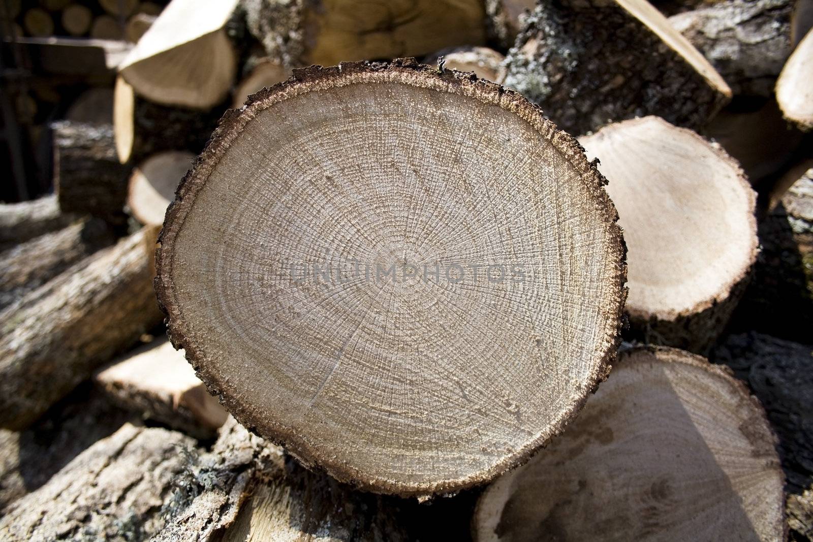 Sliced oak fire wood by magraphics