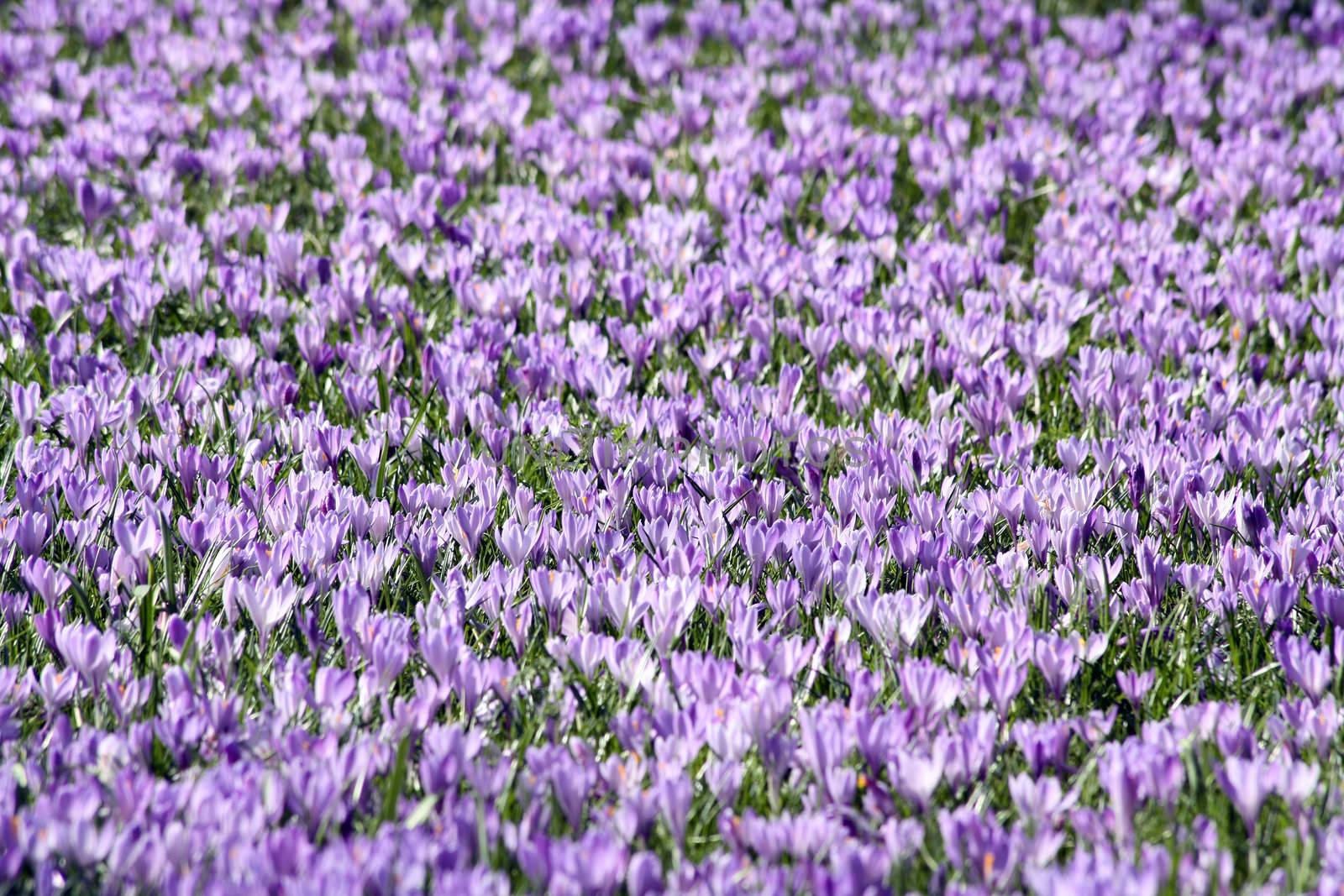 A bed of purple Crocus Napolitanus in early April 2010 in Husum, Germany. 