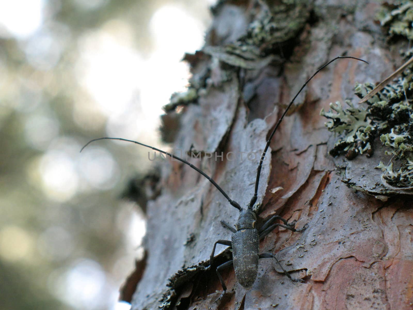 Bark bug on the tree by Vitamin