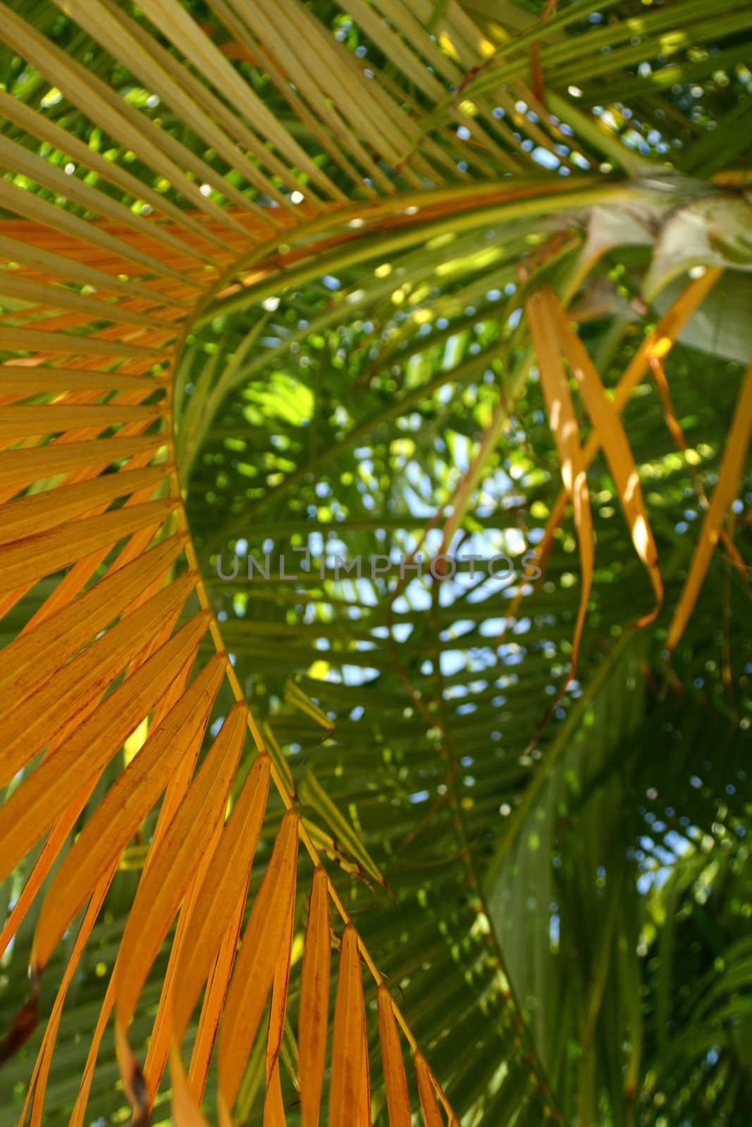 Palm leaves with the foreground leaves in of focus.