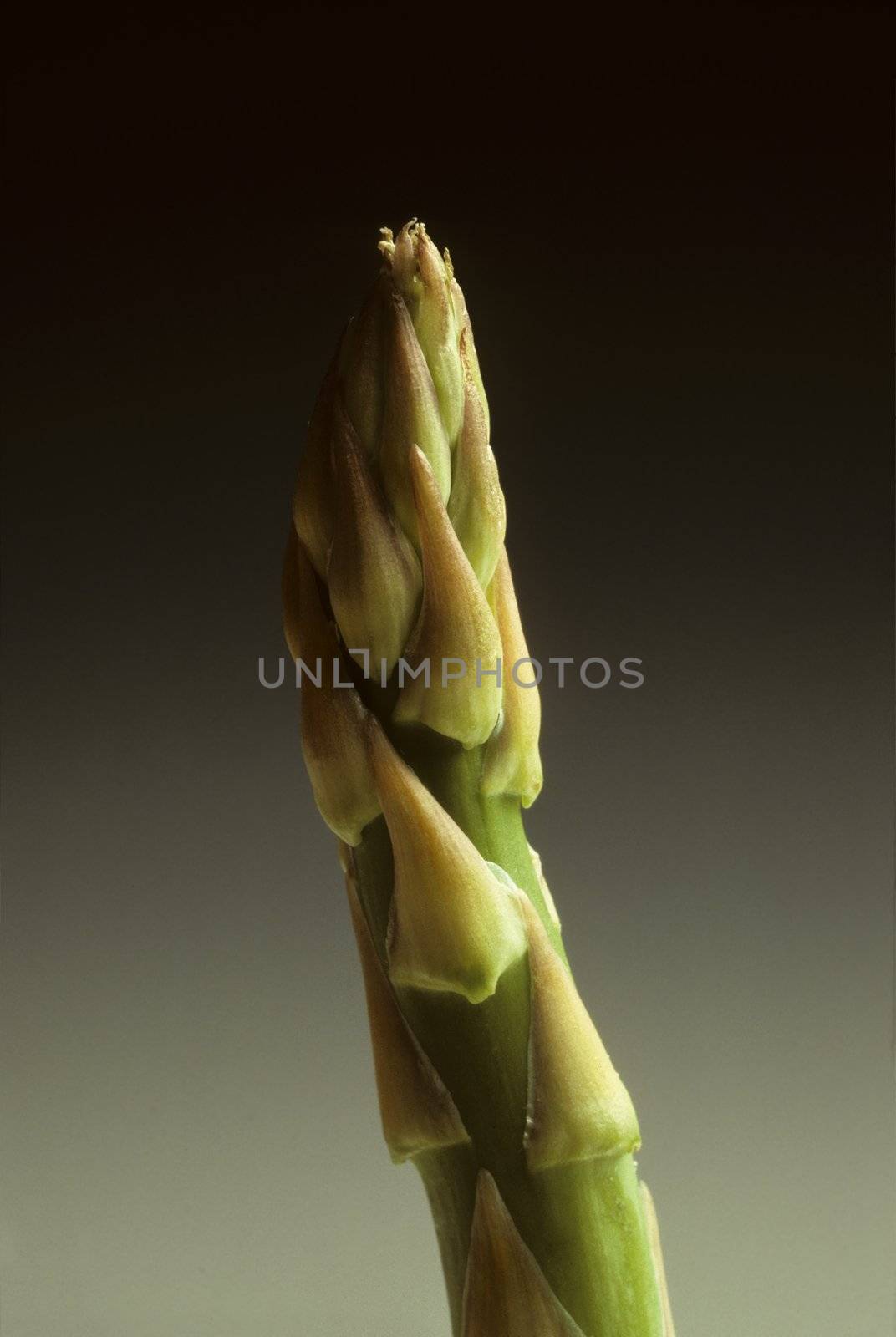 Single spear of asparagus vertical