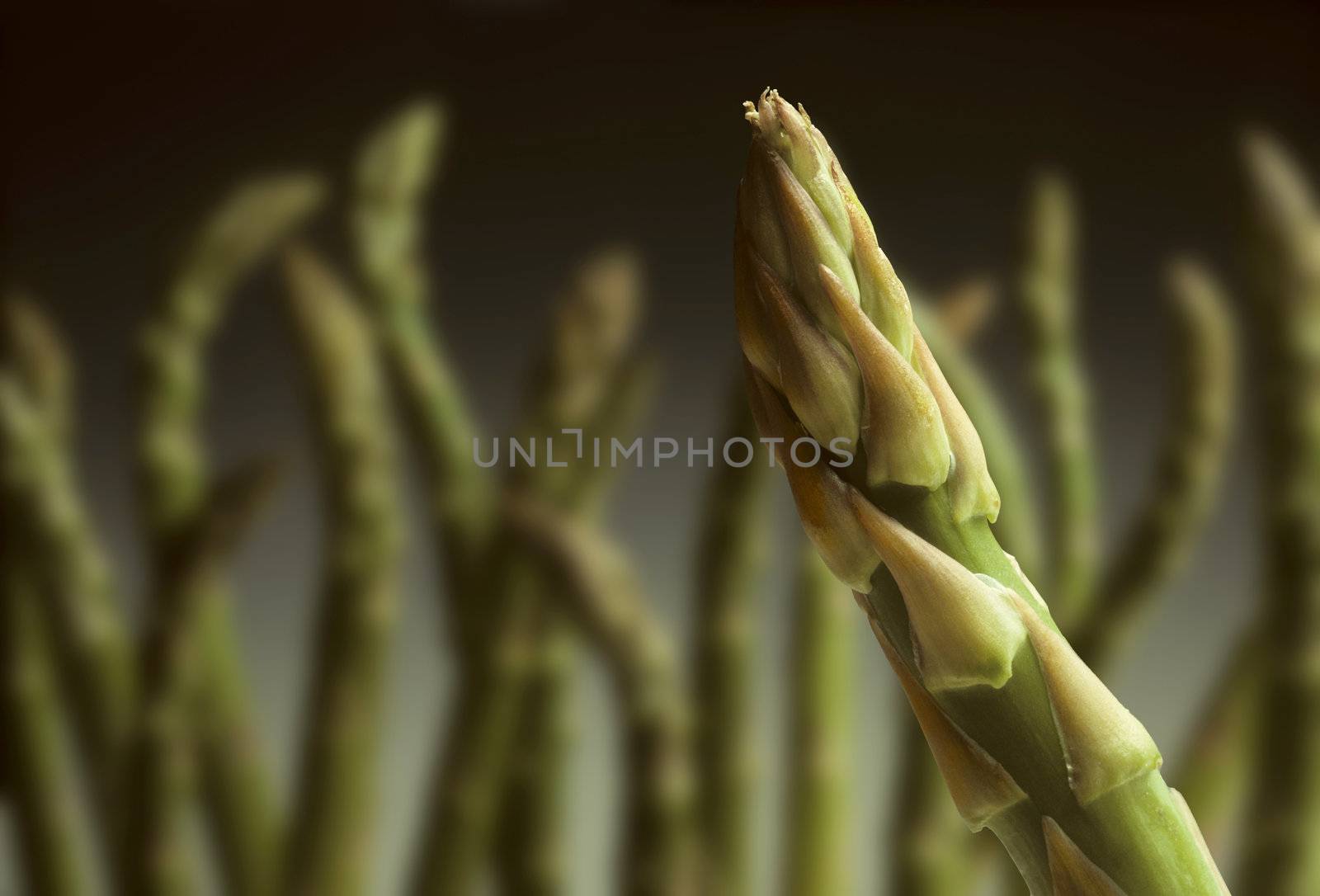 Single asparagus tip with others in background by Balefire9