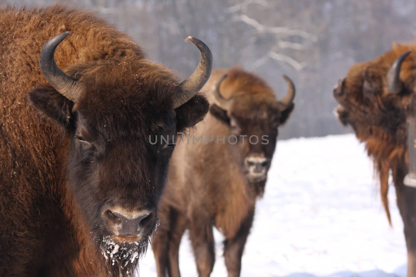 european bisons, bison bonasus in the snow