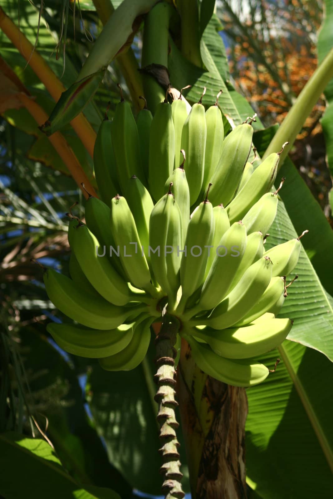 Detail of bananas on the tree