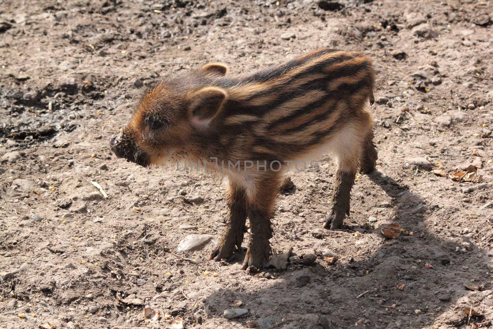 young wild boar standing on mud