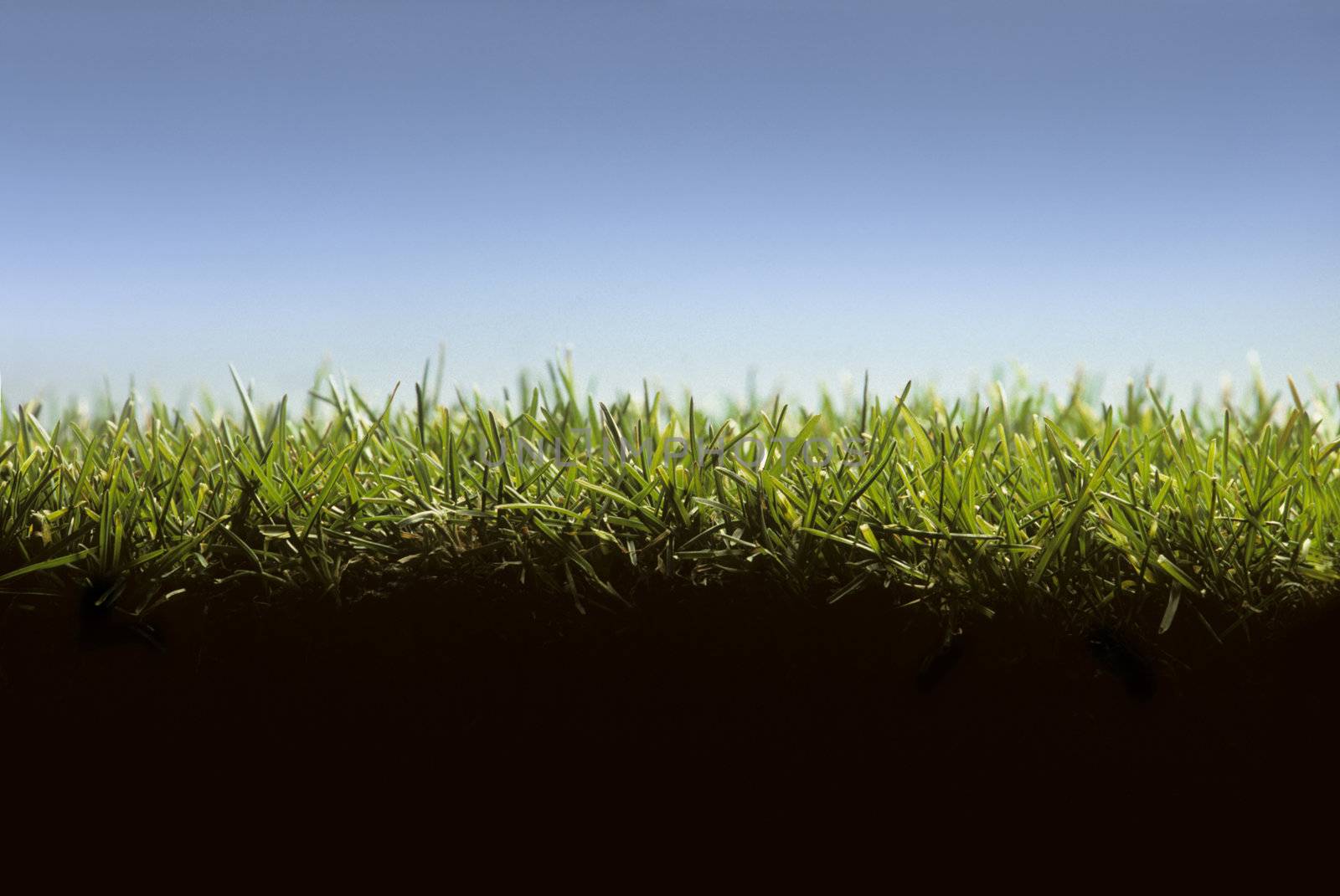 Cross section of lawn showing grass at ground level by Balefire9