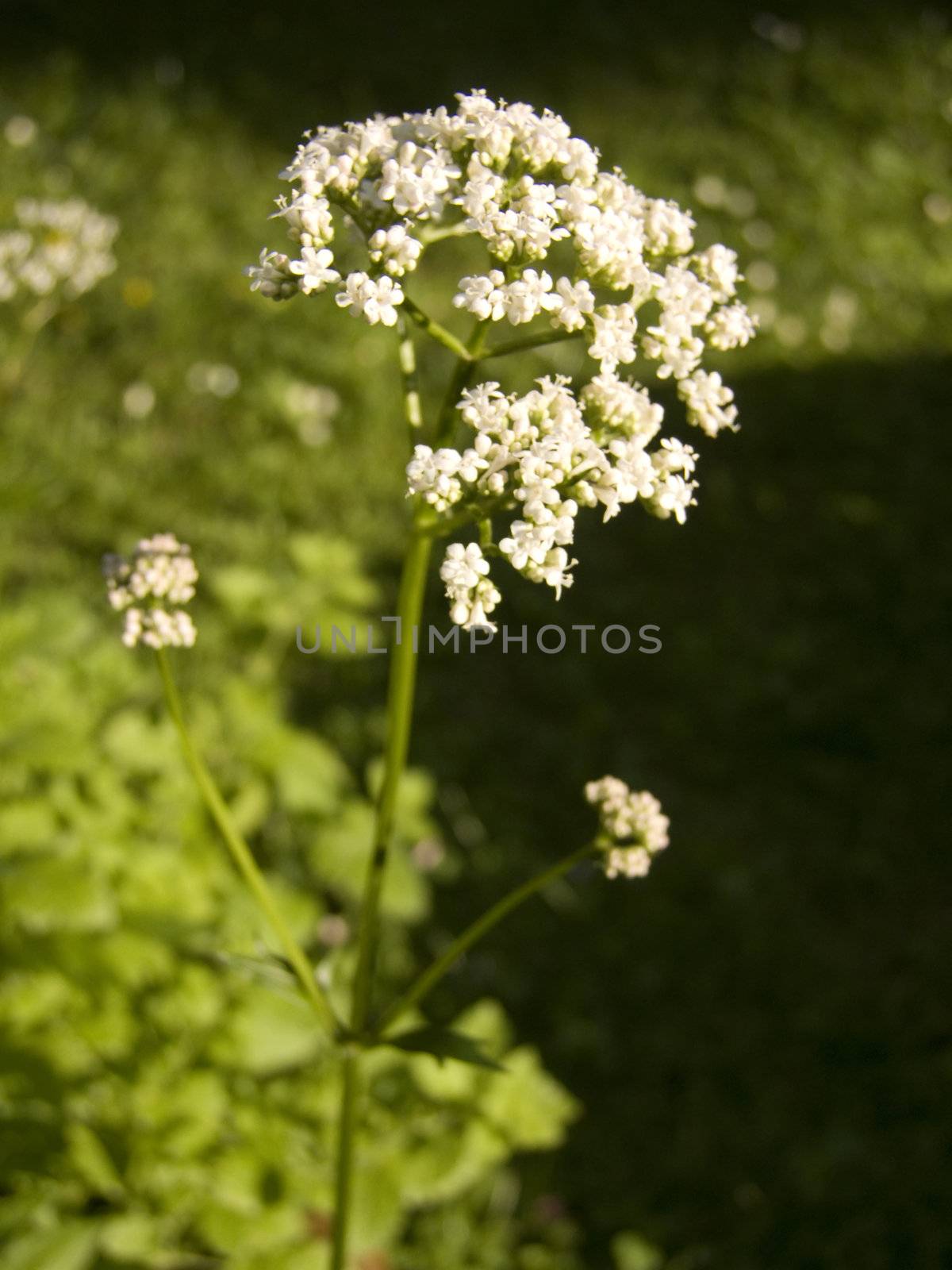 Close-up of blooming valerian - outdoor shot