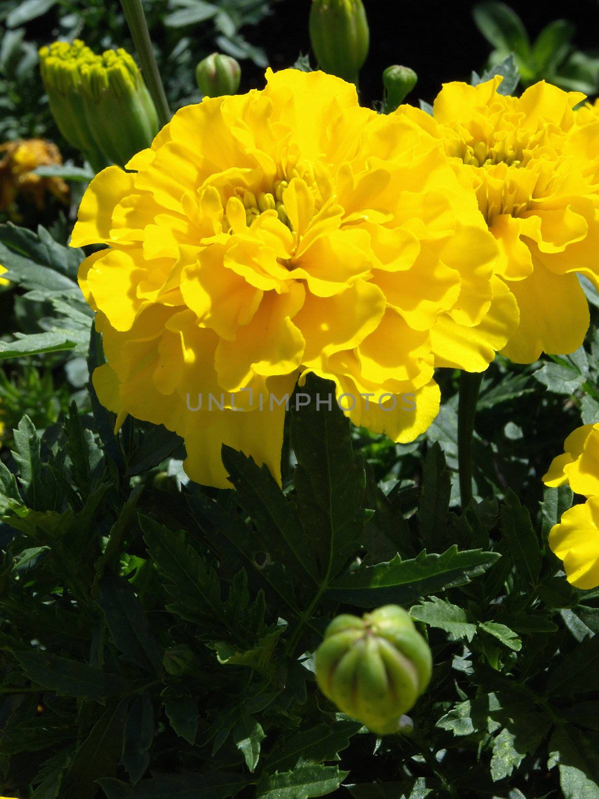 Several yellow marigold flowers growing in a garden.