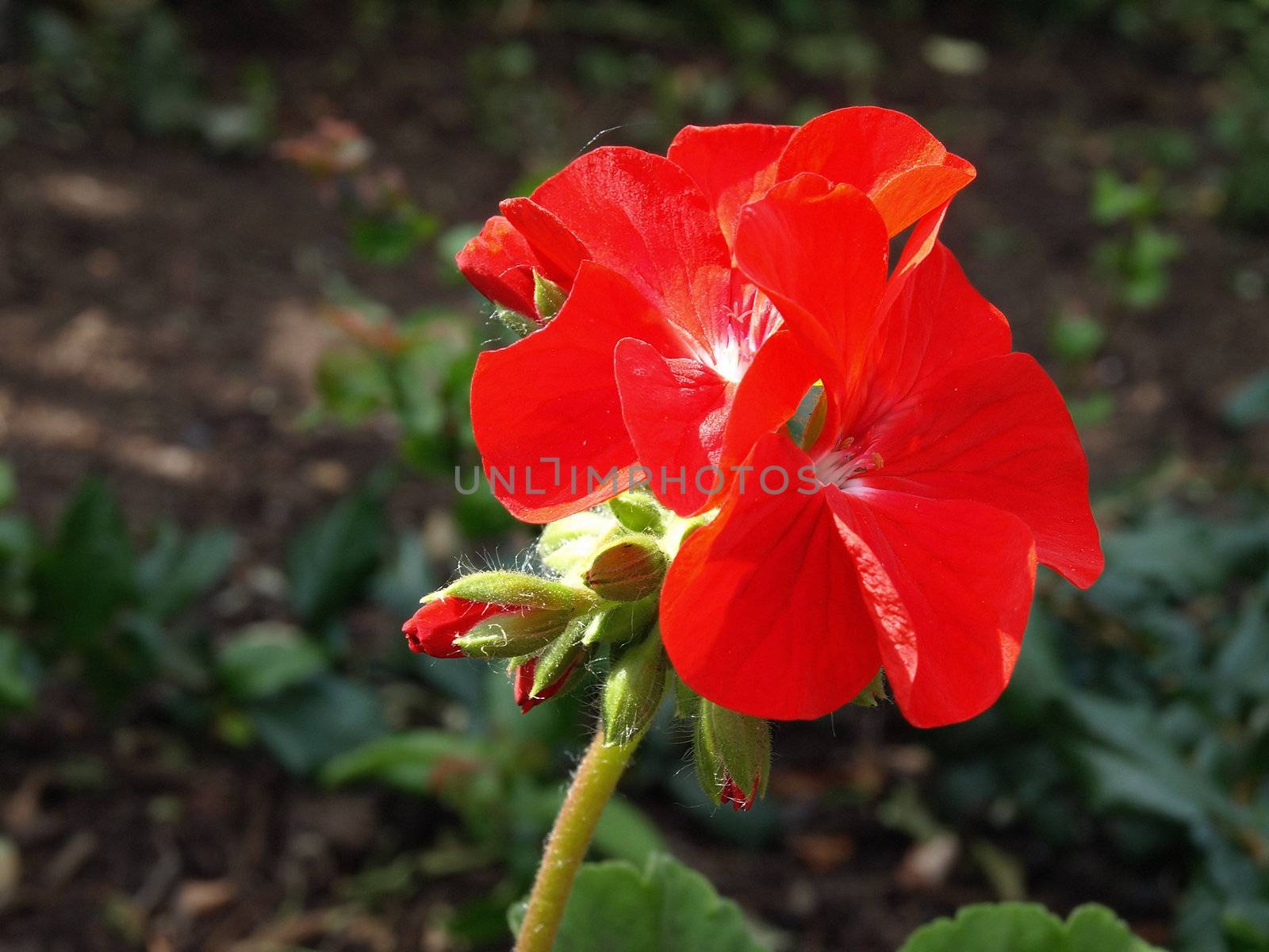 A bright red Petunia growing in a garden.