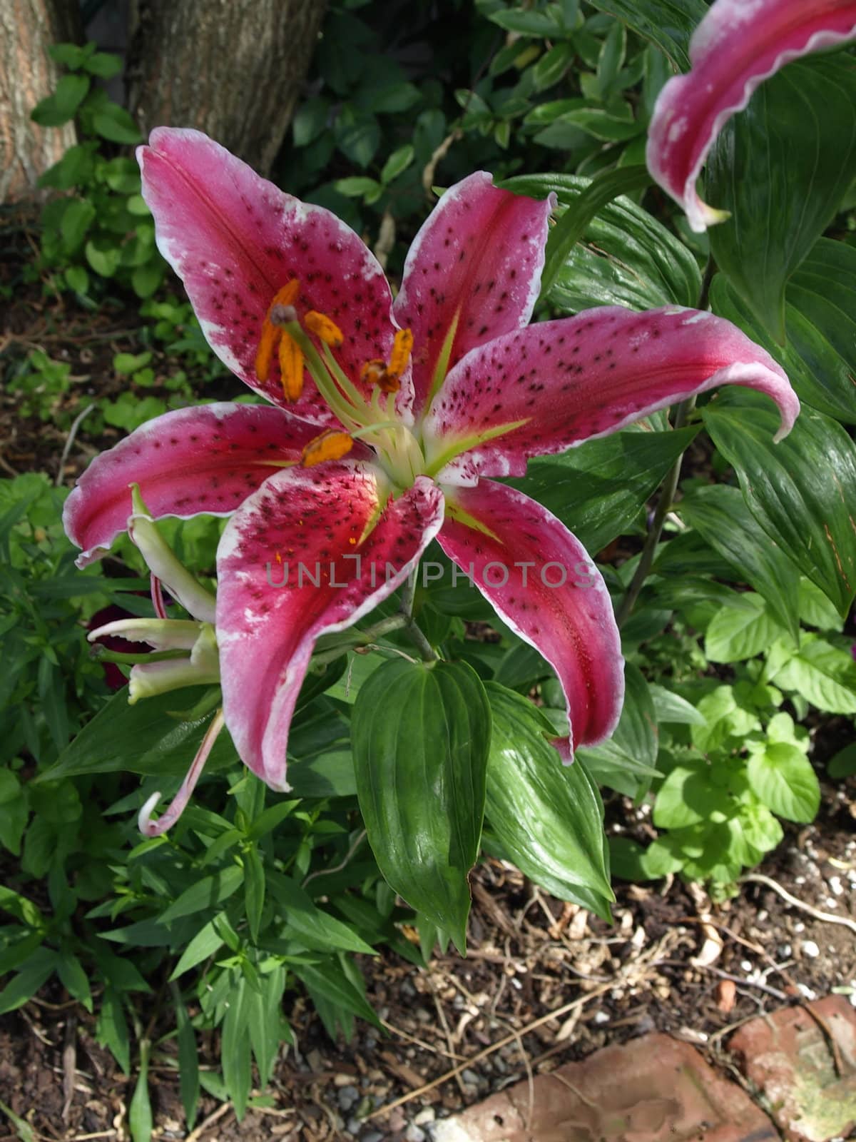 A beautiful Stargazer Lily in full bloom growing in a garden.