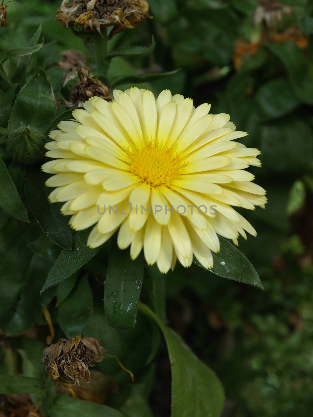 A beautiful yellow daisy against a background of dark green foliage.