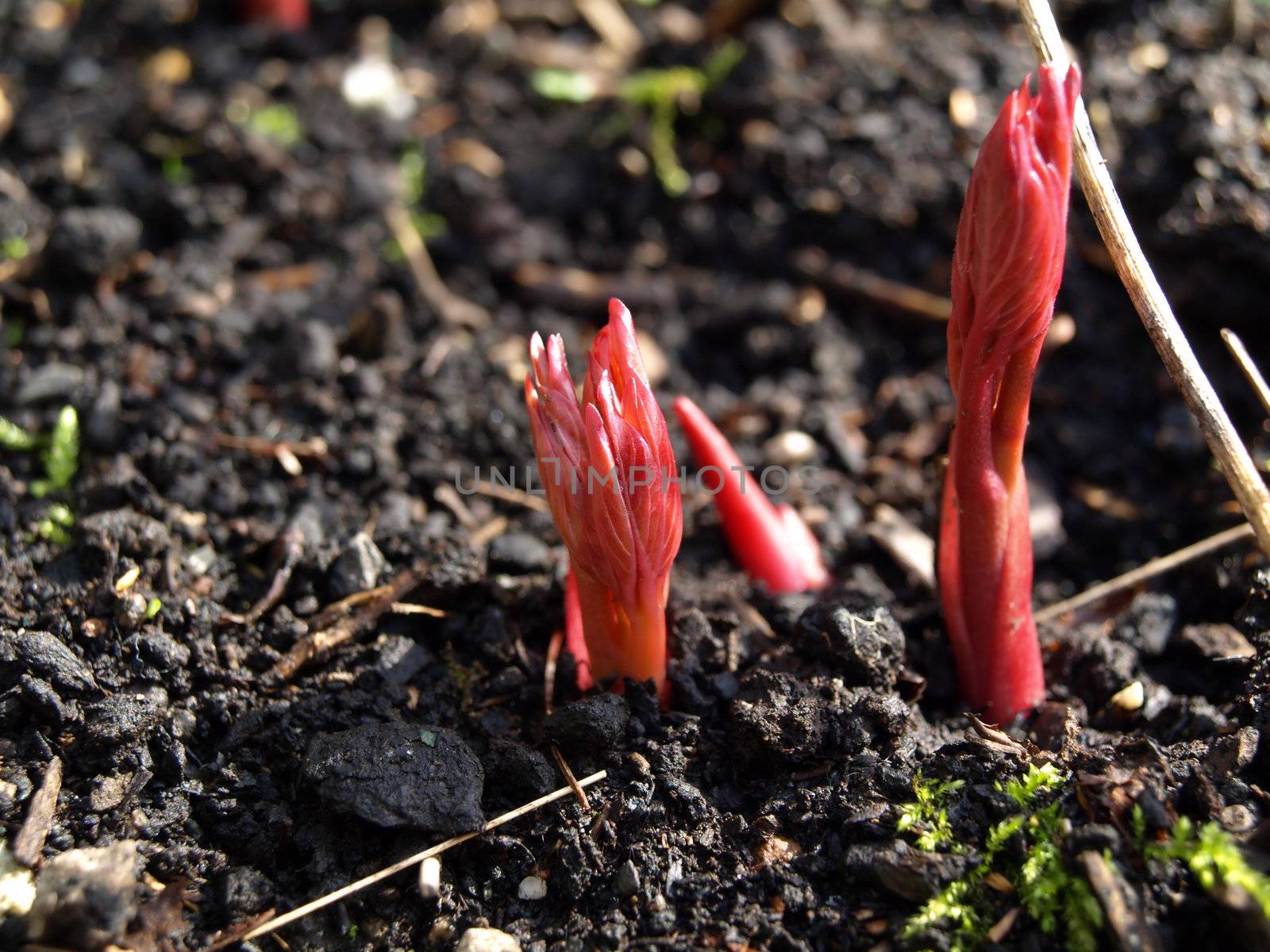 Spring arrives as a small red leaved plant emerges from the ground.