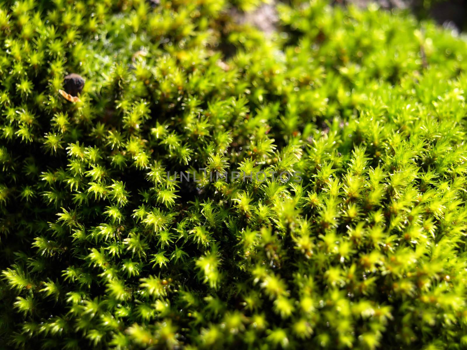 Vibrant green Oregon moss growing in the wild