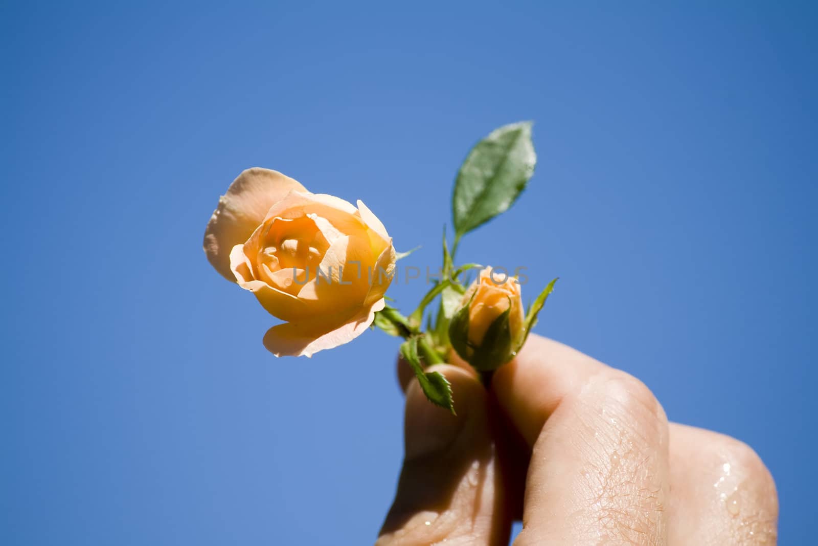 hand holding two roses against blue sky