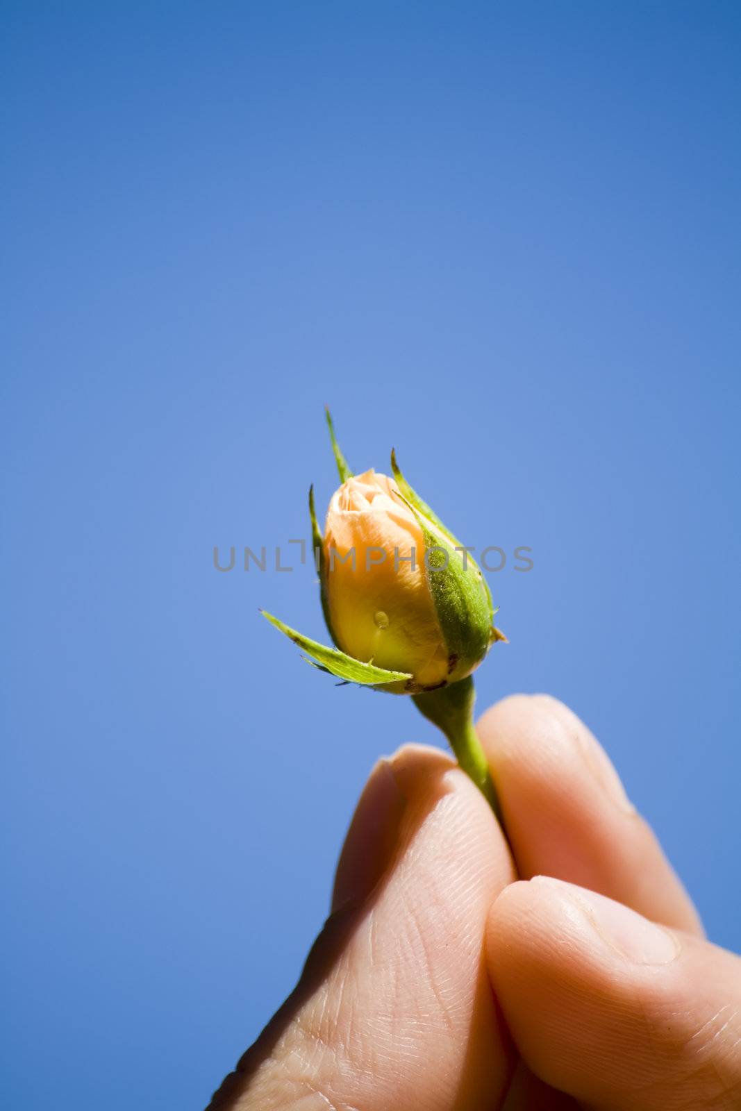 hand holding a rose bud against blue sky