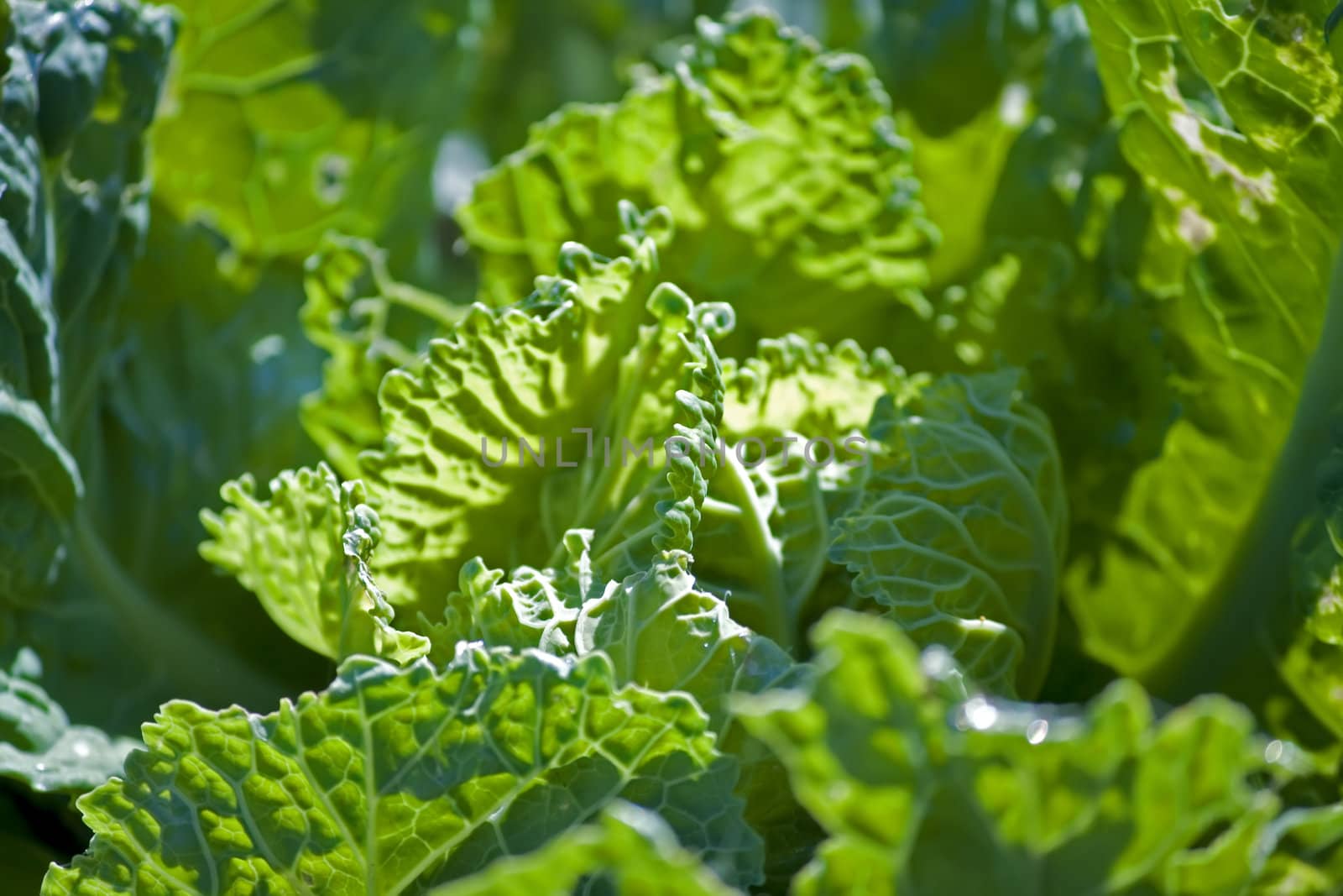 close-up of fresh savoy cabbage