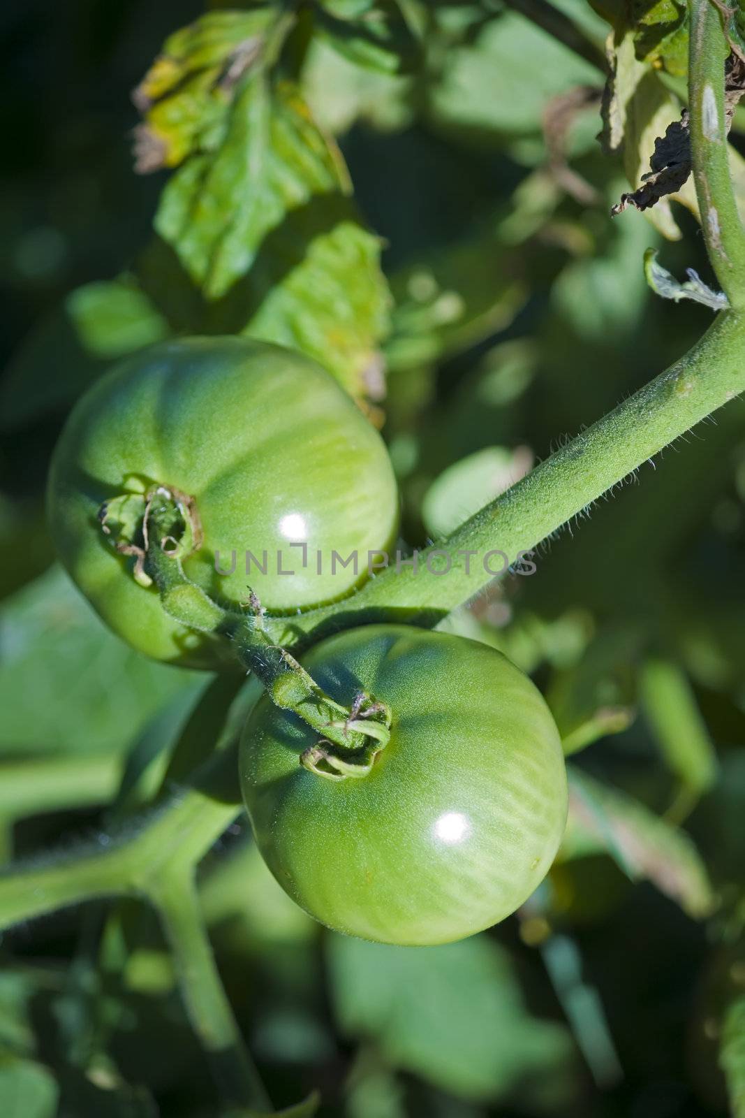 green tomatoes growing in a garden