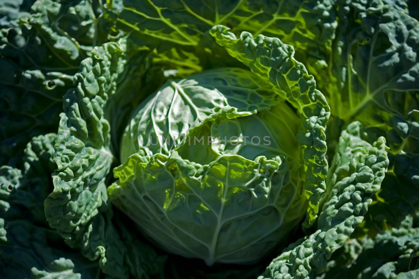 close-up of fresh savoy cabbage