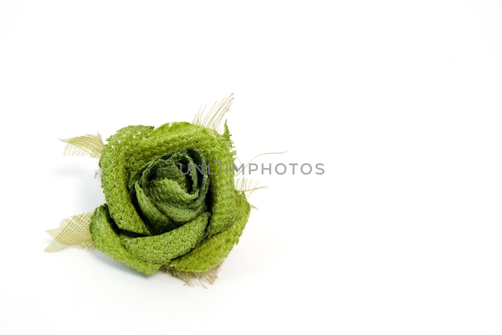 green rose on white background with copy space