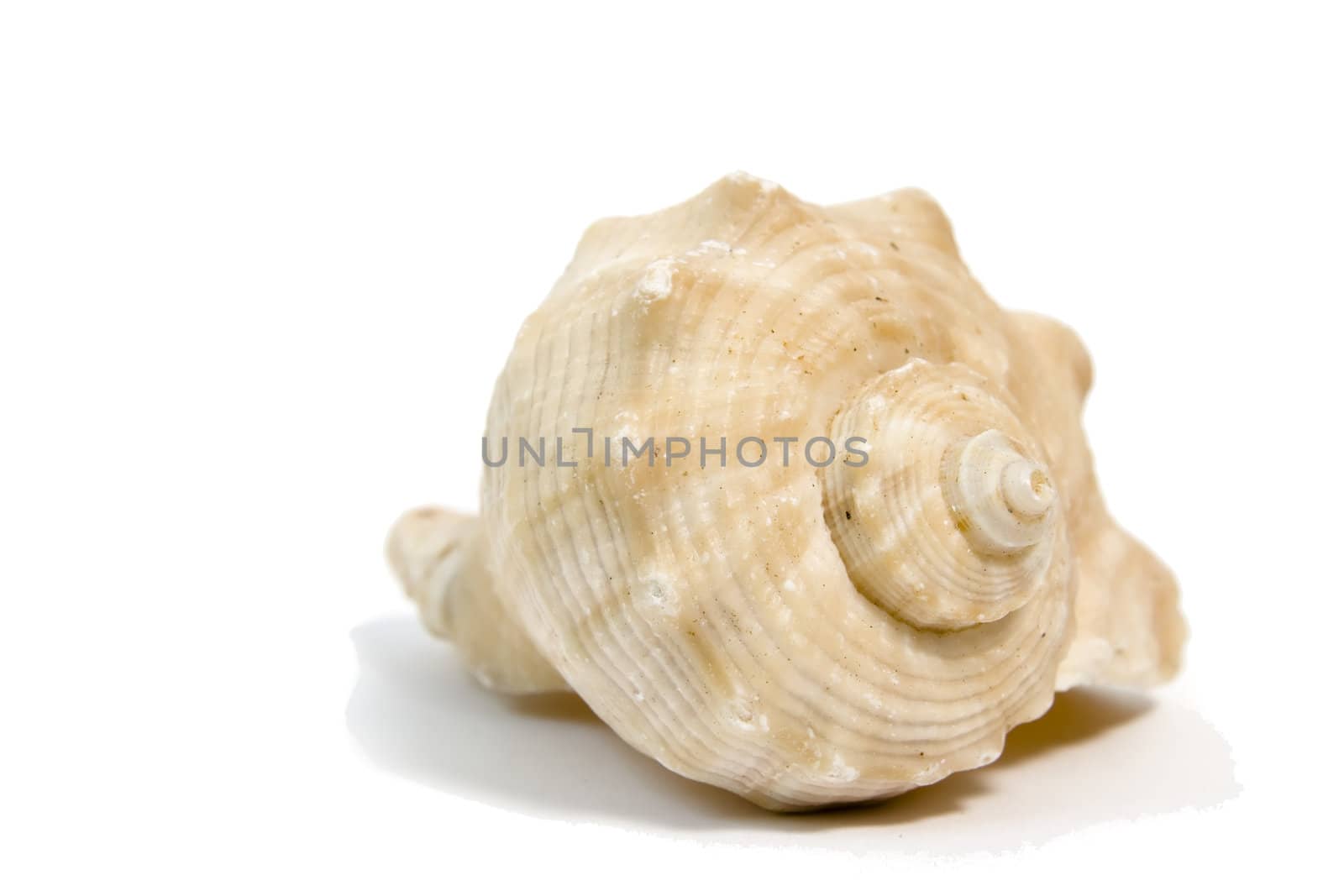 sea shell macro on white background by nubephoto