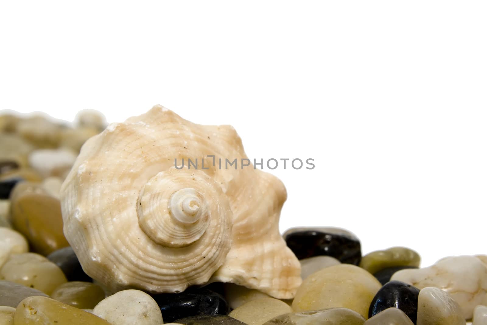 sea shell on colorful pebble stones by nubephoto