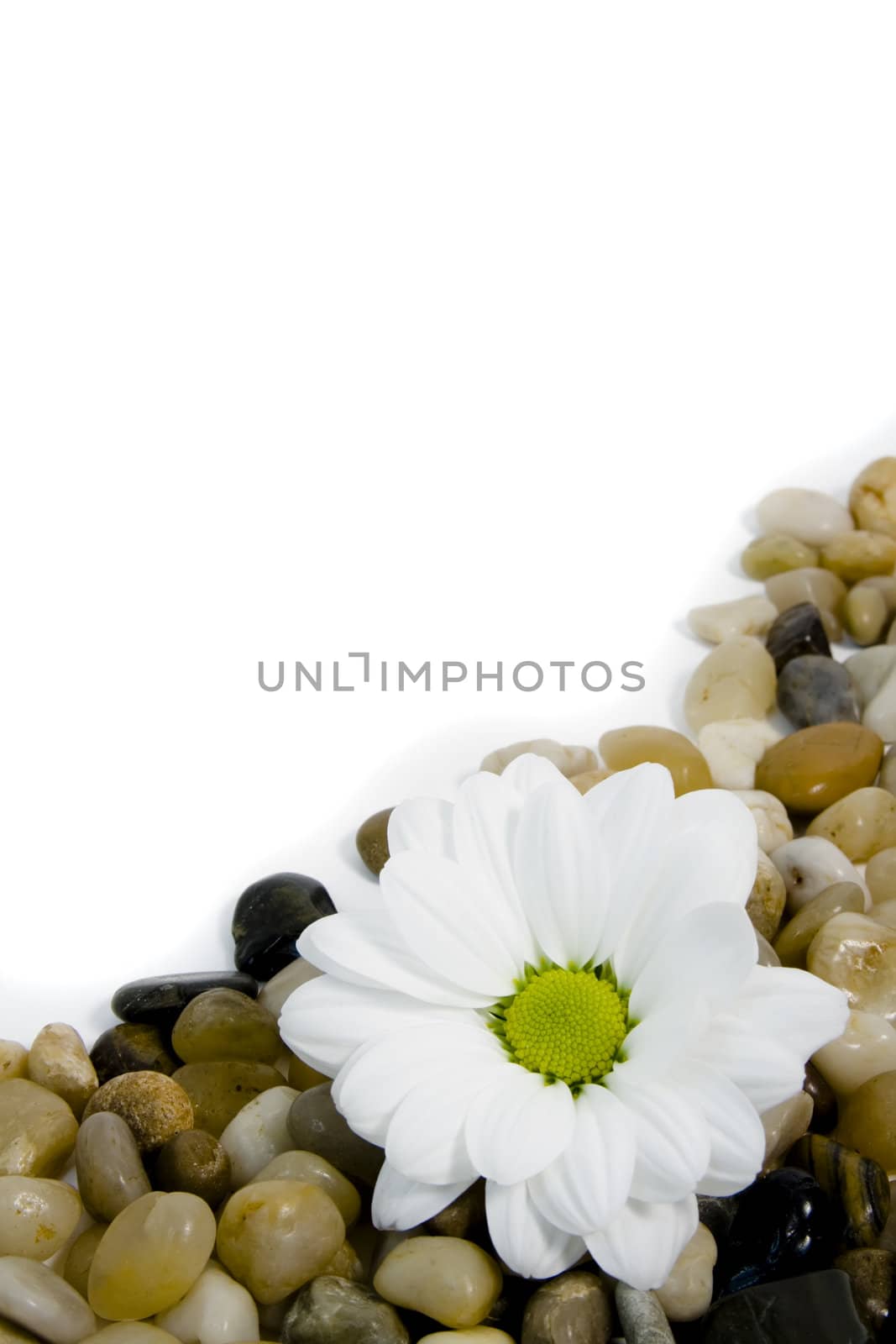 beautiful white daisy on colorful pebble stones by nubephoto