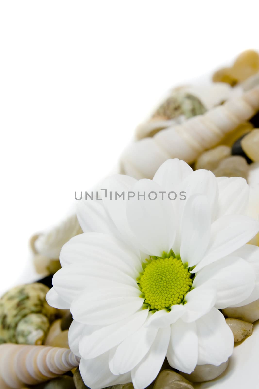beautiful white daisy on colorful pebble stones by nubephoto