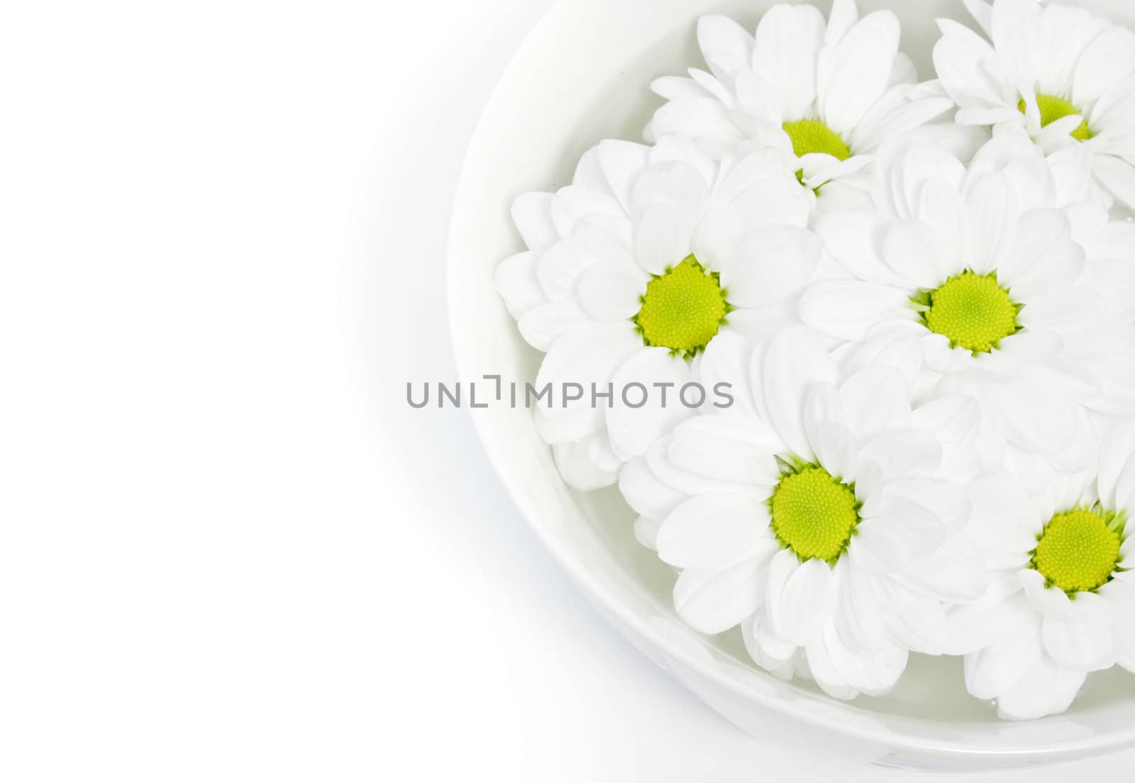 beautiful white daisies floating in a bowl of water by nubephoto