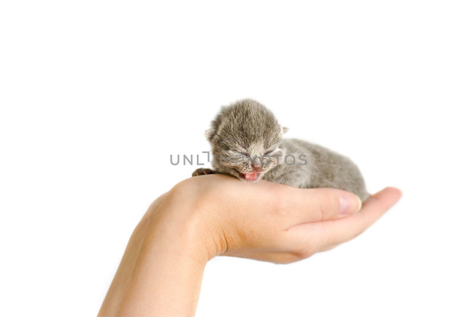 Very small kitty (3 days) in hand. Miaows.