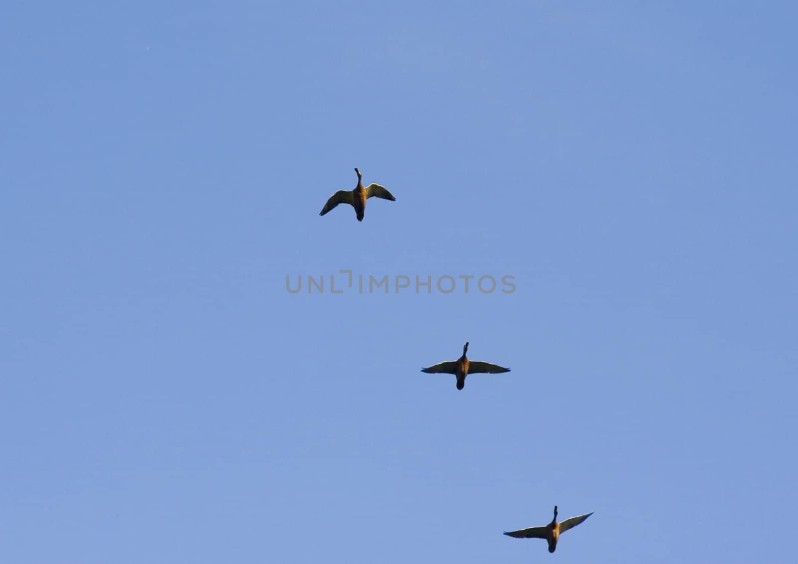 Flying ducks by AlexKhrom
