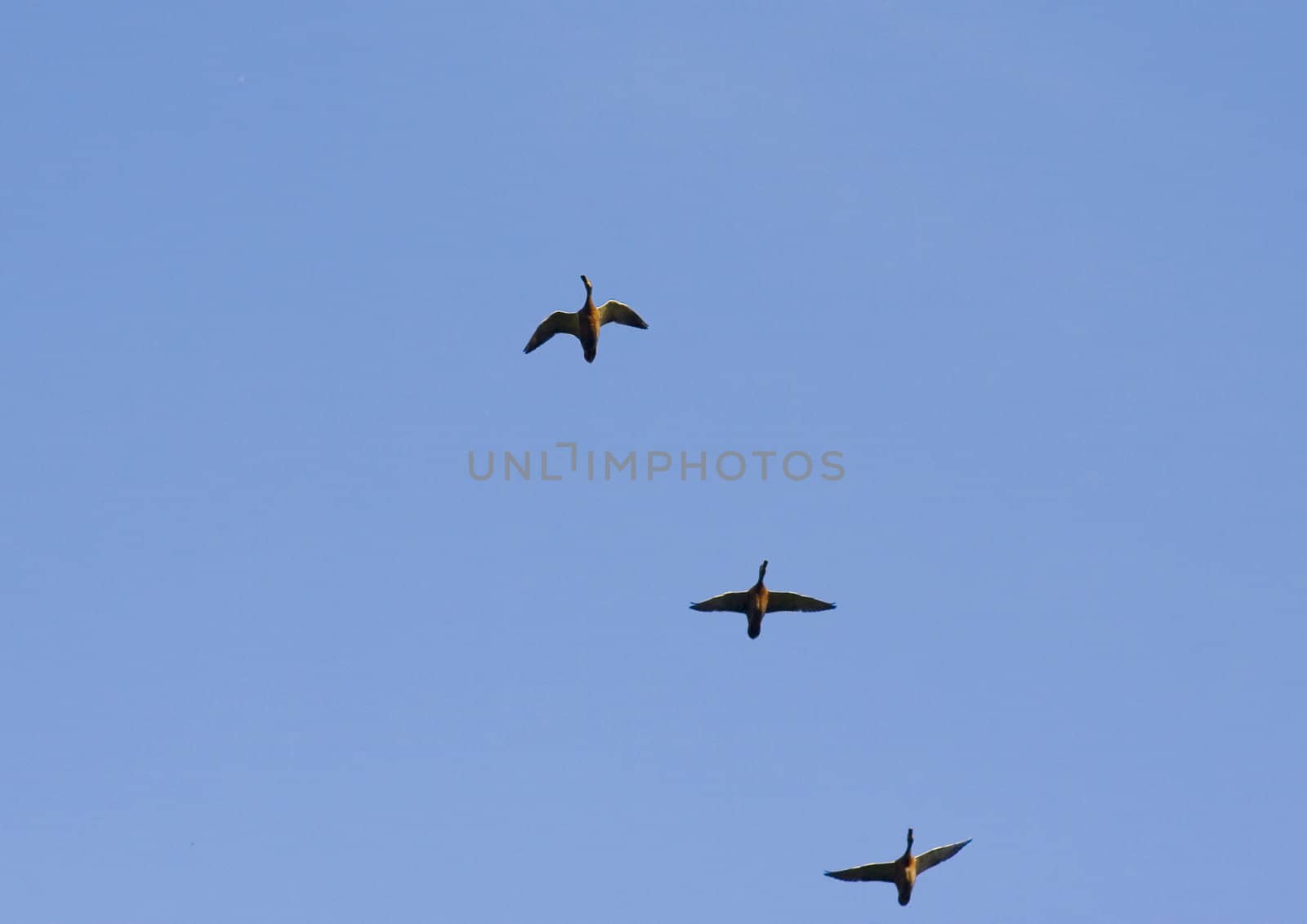 Three ducks flying in the blue sky