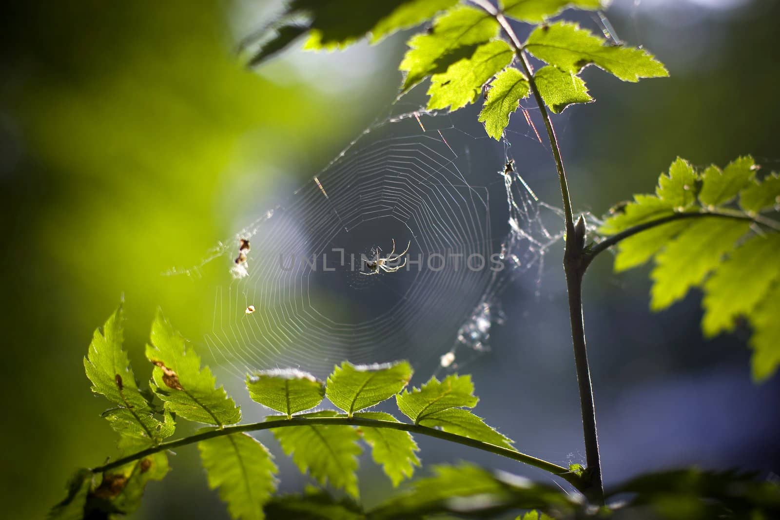 Small spider in the center of web. Summer.