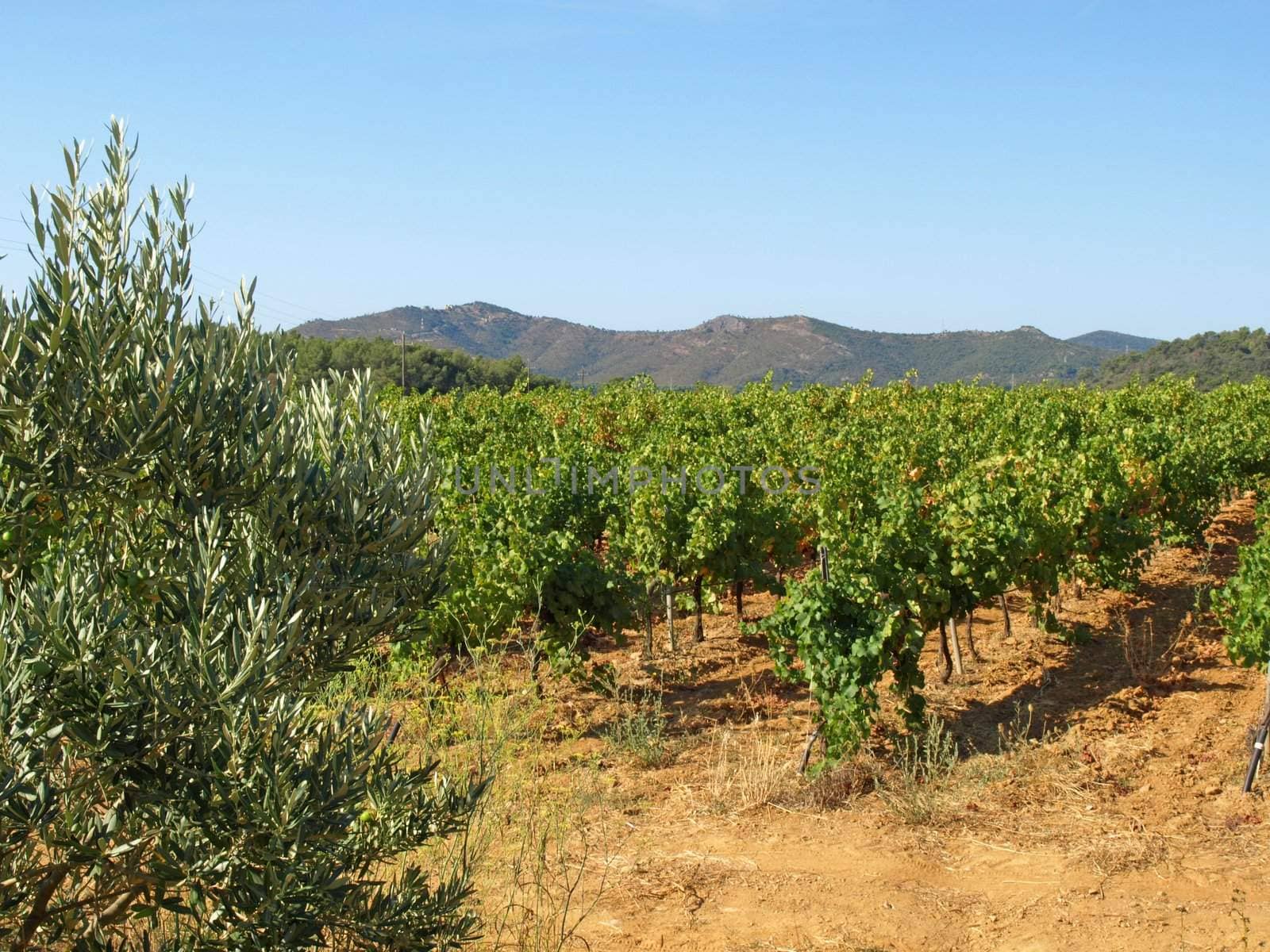 Provence vineyards by jbouzou