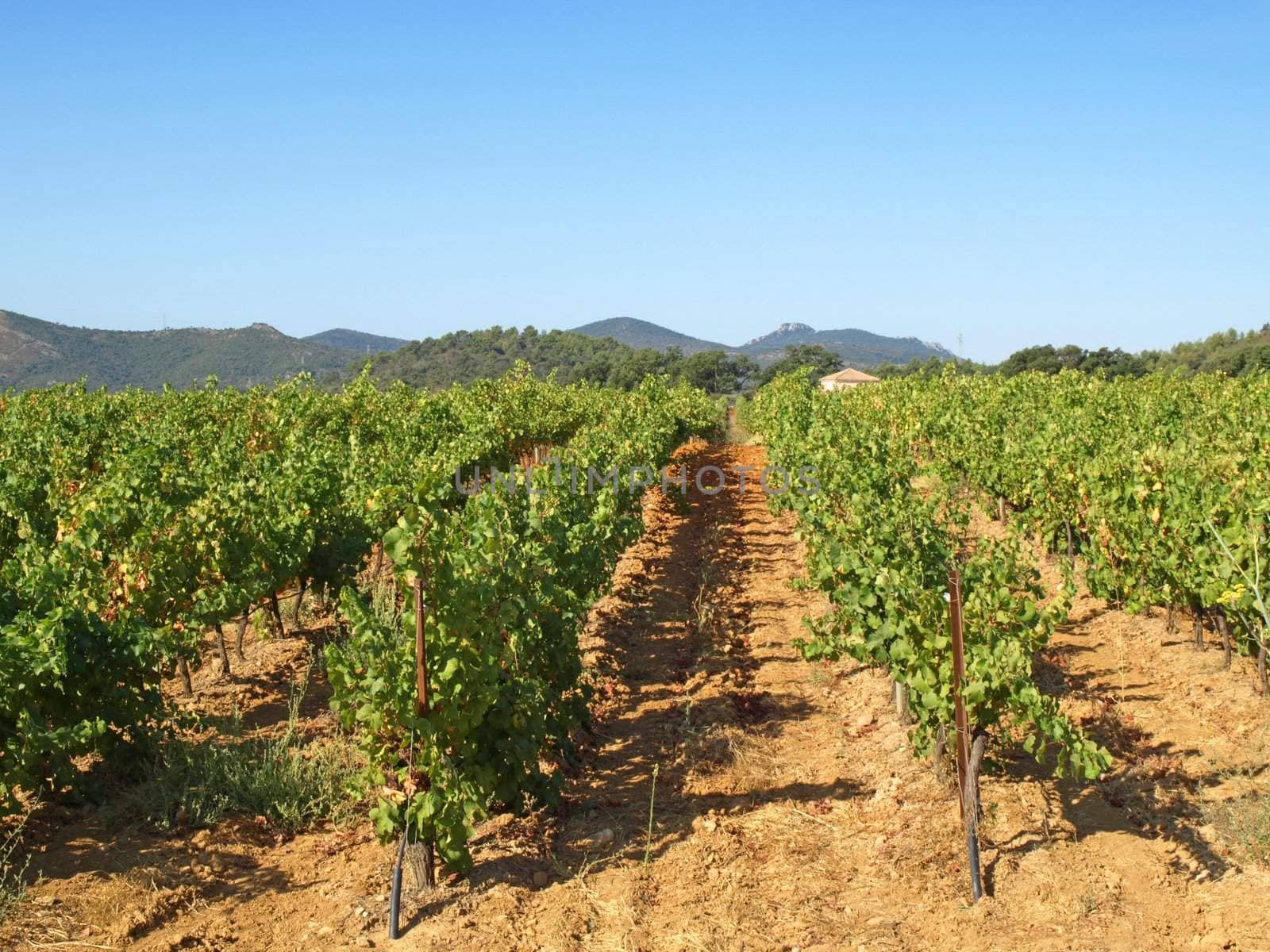 an image of vineyards in Provence country