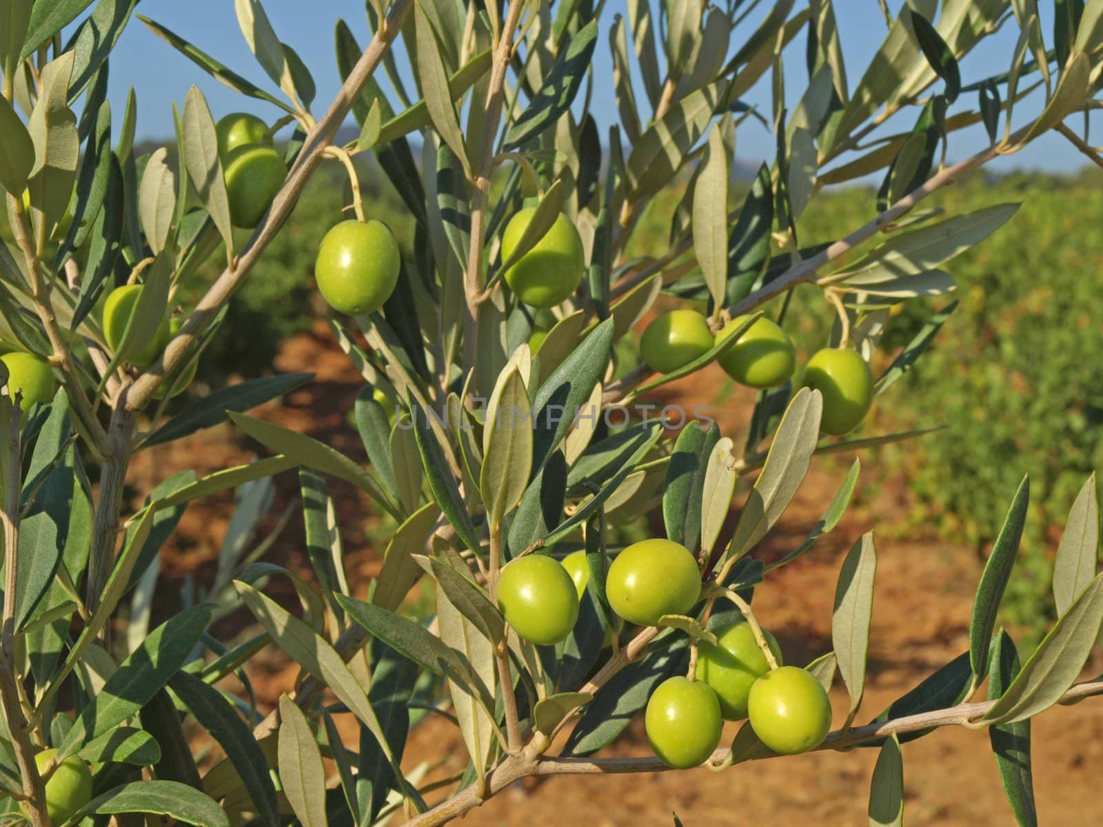 branches with green olives by jbouzou
