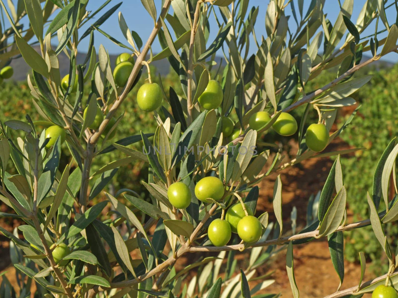 branches with green olives by jbouzou