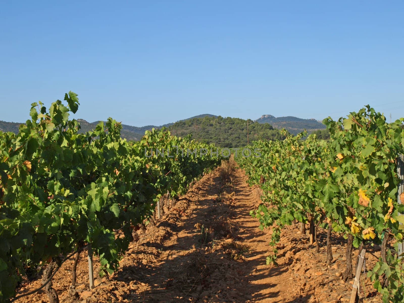 Provence vineyards by jbouzou